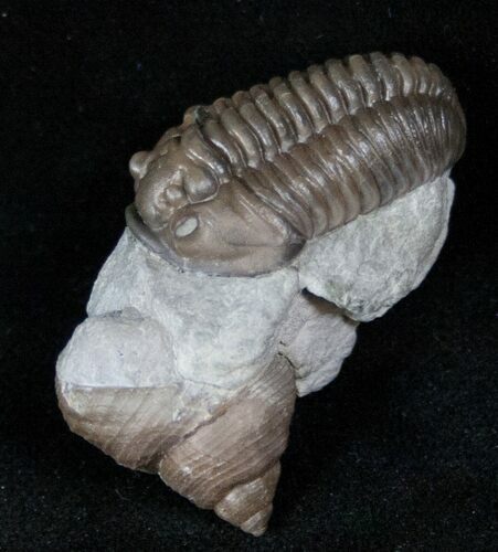 , D Flexicalymene Trilobite With Gastropod #13163